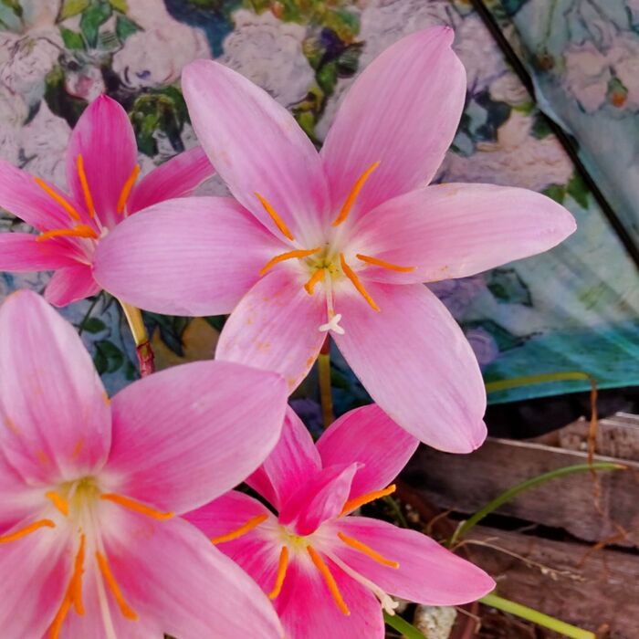 2025 08 31 日☀️ 川沿いに咲いてたよ キバナサフランモドキ 緑色の草の中に映える黄色は光って見えるね この花の名前だけど『黄花咱夫藍擬』漢字で書くなんて無理かも黄花咱夫藍擬キバナサフランモドキキバナサフランモドキ🟡💛 🏥のベッドから見える外の