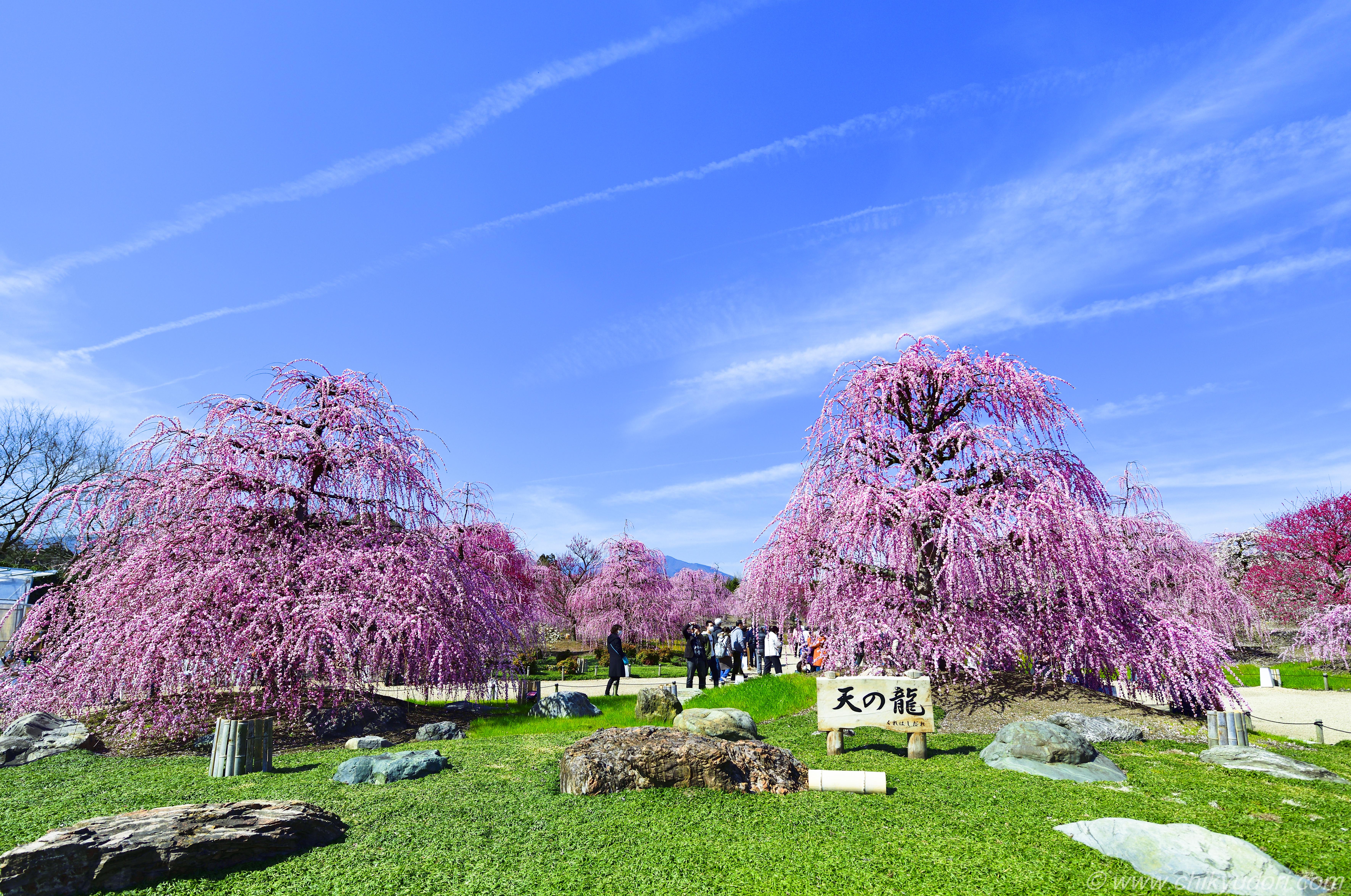 鈴鹿の森庭園の しだれ梅まつり で春を先取り！2025年ライトアップ情報をお届けTHE GATE日本の旅行観光マガジン・観光旅行情報掲載