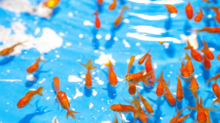 大盛況！夏祭りでの金魚すくいの屋台を出しました！ しまっち！活動レポート島根関係人口マッチング・交流サイト