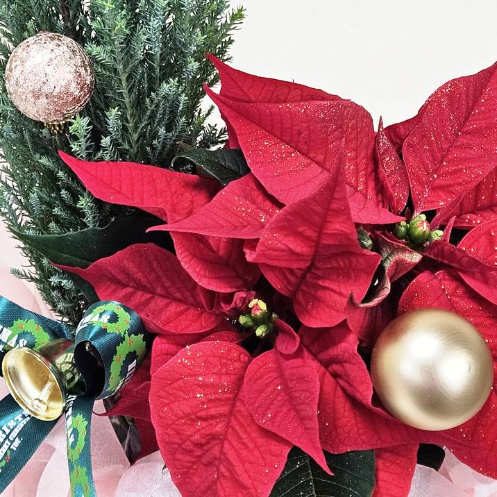 楽天市場 ポインセチア 鉢植え 5号サイズ 赤 花鉢 鉢花 お歳暮 花 ギフト 贈り物 冬 おしゃれ クリスマス 誕生日 プレゼント ウィンターギフト冬の花贈り フラワーギフト 自宅用 開店祝い 結婚記念日 お祝い お礼 バースデー 30代 40代 50代 60代 70代 11 15～12 12まで
