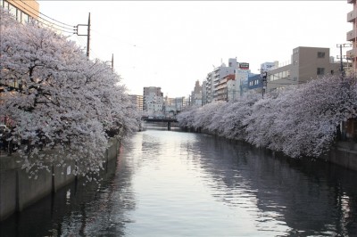 横浜でお花見開催！大岡川の桜並木を屋形船から楽しむ！屋形船マガジン一覧屋形船の祝良屋 いわいや東京湾の屋形船を貸切で