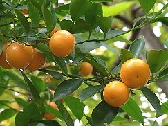 雛人形の名前をおさらい！それぞれの特徴や並び方もチェック株式会社ふらここ