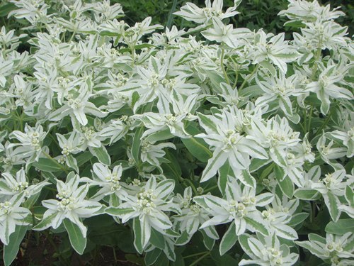 helleborus.matsumura さんより 花も葉っぱも楽しめる カラーリーフクリスマスローズが入荷リビダスマスカット爽やかなグリーン色の選抜種ステルニーインディゴブルー ジーンズのような落ち着いたブルーグレーアーグチフォリウススターダスト 白い散斑が宝石みたい