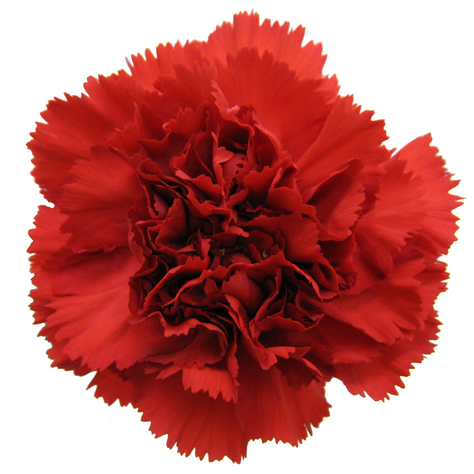 青いカーネーション100本とキラキラかすみ草の花束-ROSESHOP 青いバラ、レインボーローズの専門店