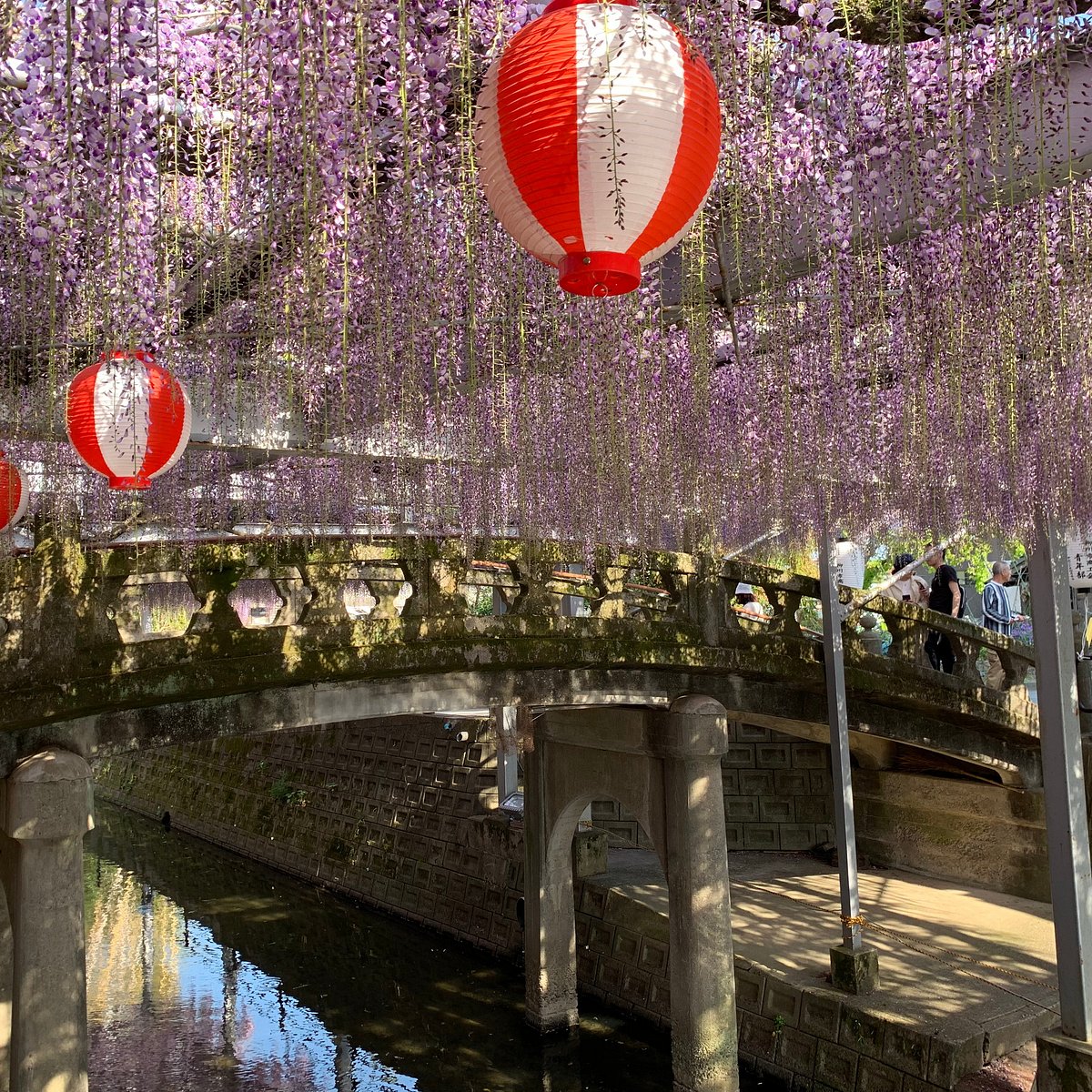 中山大藤まつり福岡県柳川市2024.04.20お出掛け日記２