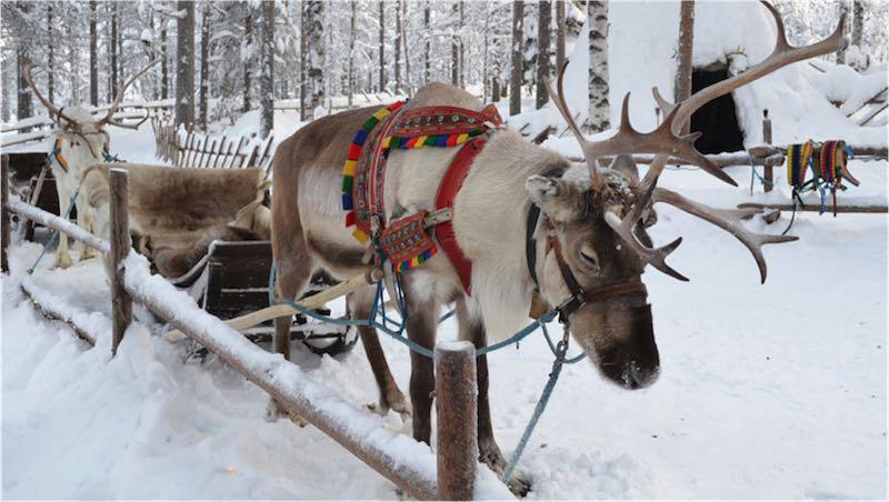トナカイ 飾り HERMES 超稀少 Petit h トナカイ クリスマスツリー飾り チャーム