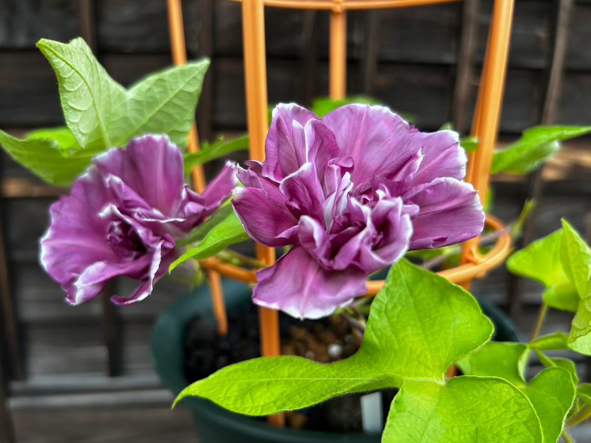 第四回 寄居朝顔まつり」開催 🌈日にち：7月27日 土 28日 日🌈時間：8:00-正午 🌈朝顔展、朝顔市、写真展🌈場所：Yotteco広場 寄居駅南口徒歩１分 🌈主催：朝顔「團十郎」を楽しむ会 ※お車でご来場の際は、近隣有料駐車場をご利用ください🅿寄居町朝顔まつり