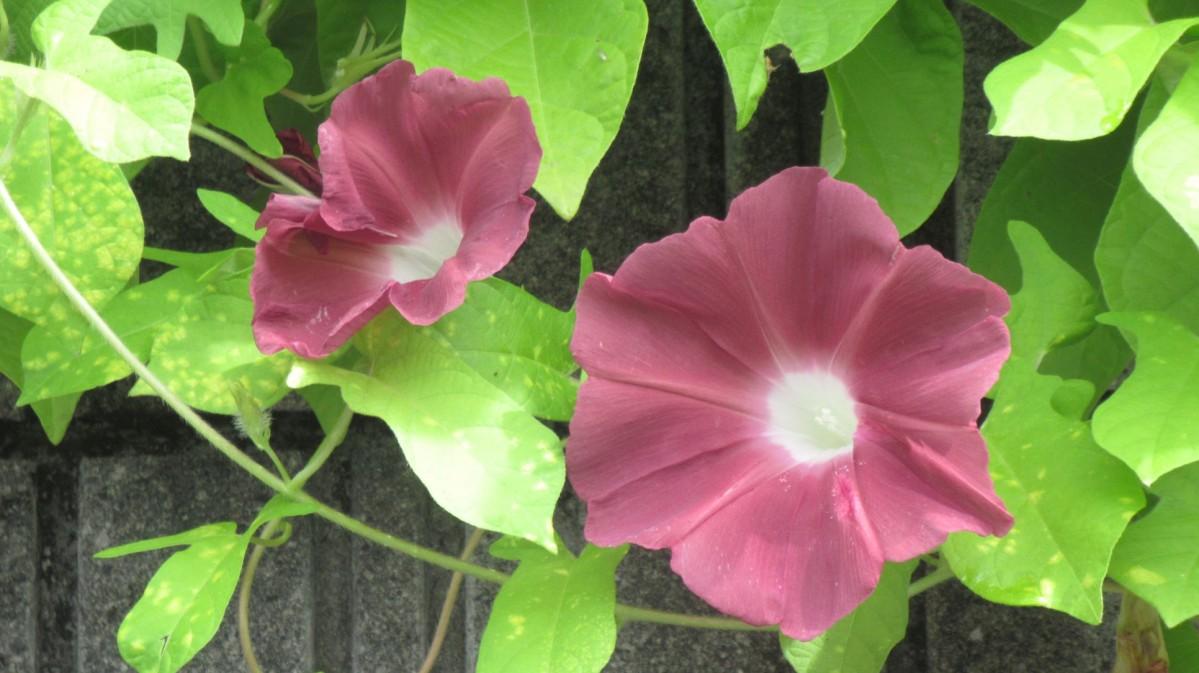 朝顔『団十郎』を鉢植えで楽しもう！大里郡寄居町子供とお出かけ情報「いこーよ」