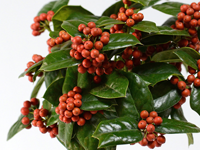 赤い実のなる木図鑑春夏秋冬ごとに。食べられる実や毒のある実もLOVEGREEN ラブグリーン