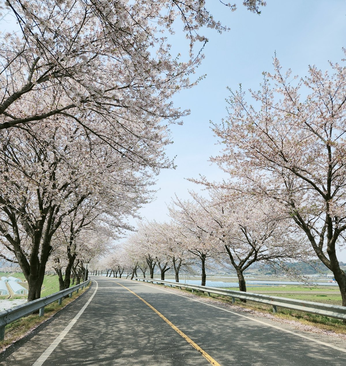 韓国の有名お花見スポット！ ソウルの桜の名所・石村湖 ソクチョンホス の夜桜 韓国カルチャー通信253MORE