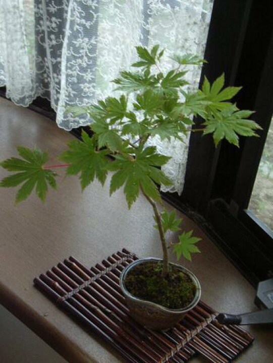 お中元の盆栽を販売盆栽妙 – 盆栽妙 本店