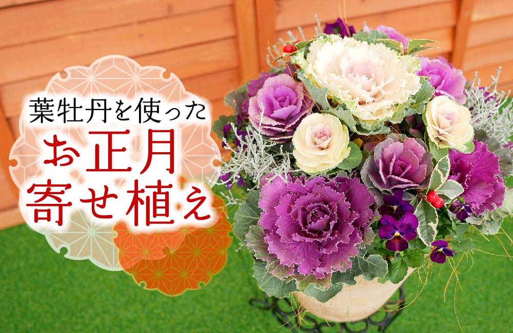 お正月に飾りたい花はコレ！ 新年を彩る人気の花・葉牡丹のお話プリザーブドフラワー製作ブログ