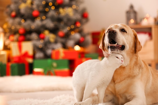 犬とのクリスマスで必ず注意すべき５つのことわんちゃんホンポ