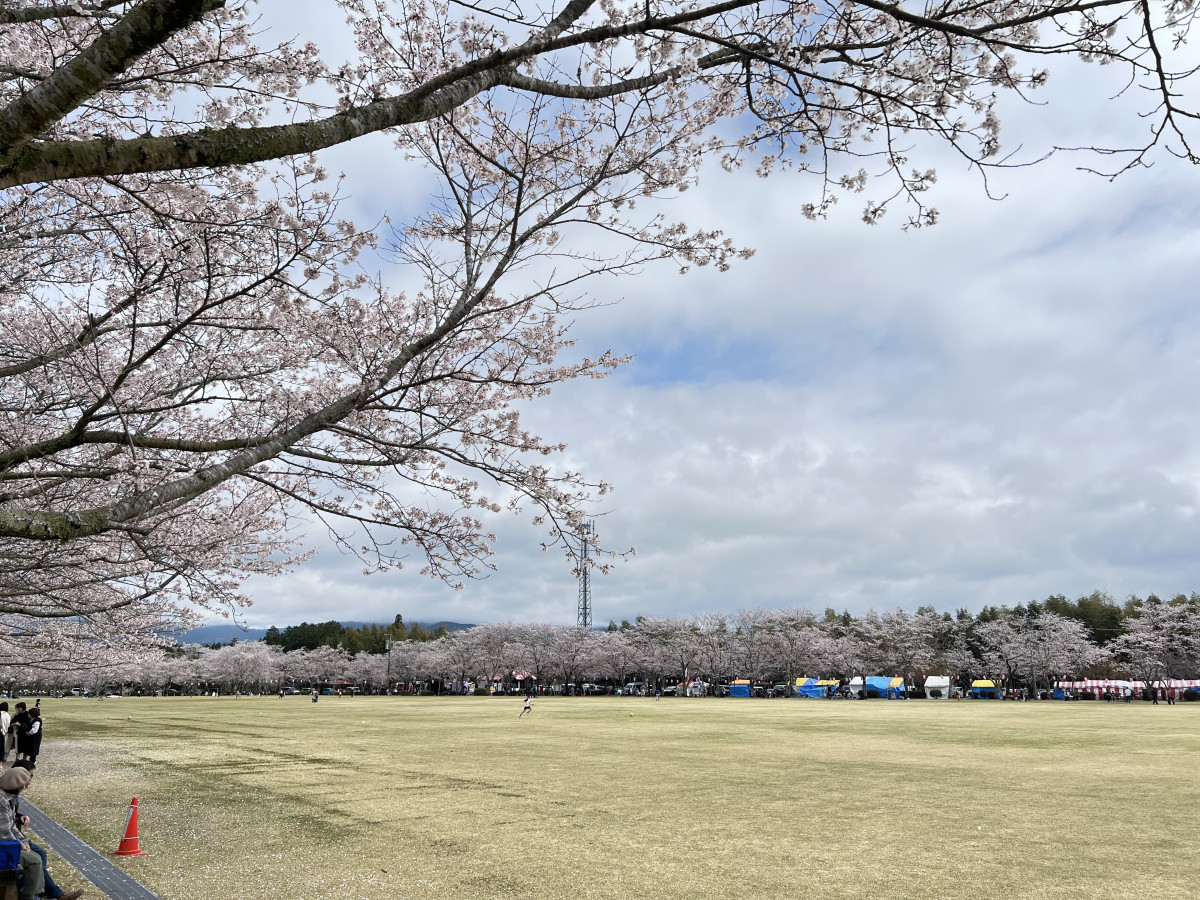忠元公園の桜並木 アクセス・営業時間・料金情報 - じゃらんnet