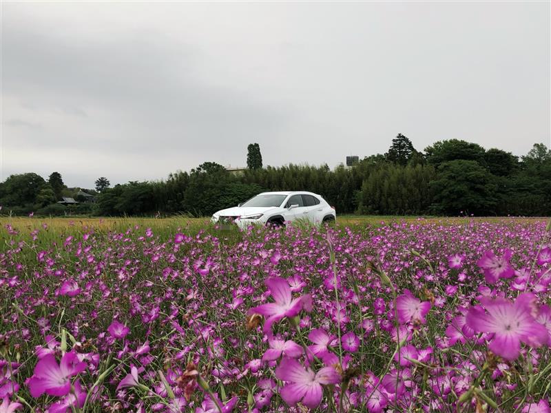 鴻巣ポピーまつりで川幅日本一の荒川河川敷を彩るポピー。驚きのその数とは株式会社オマツリジャパン