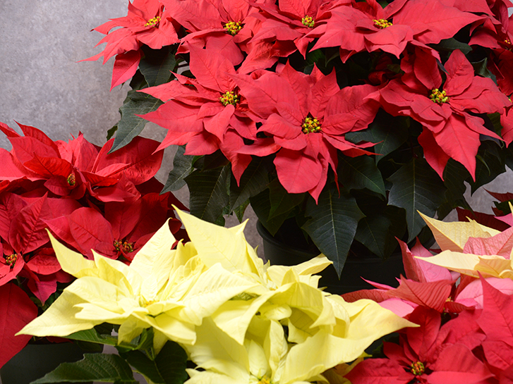 クリスマスの花、ポインセチアです。「冬の訪れ」のアルバム-みんなの趣味の園芸993995