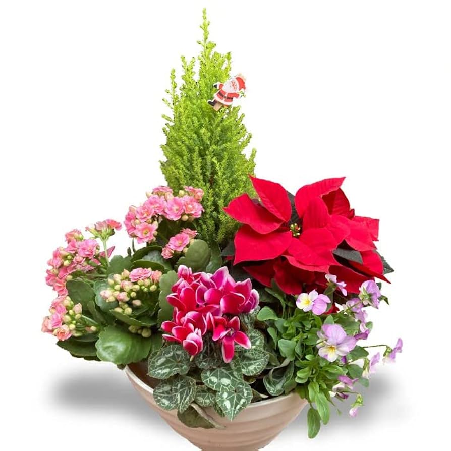 ガーデンシクラメンハッピー寄せ植え シクラメン クリスマス キレイ 可愛い 飾れる 置くだけ ギフト プレゼント花と緑の専門店 土っ子倶楽部