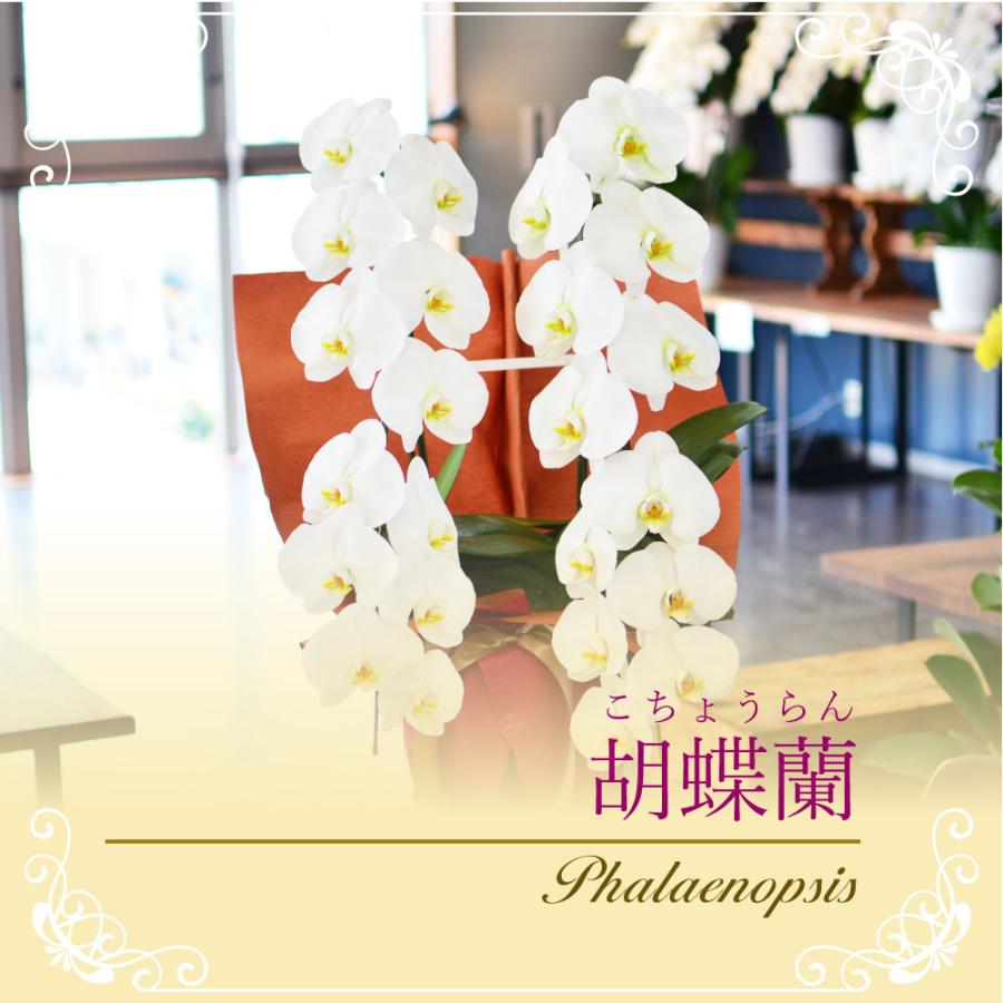 初心者必見！開店祝いに花を贈る際の相場とマナーとは？ギフトコラム品質にとことんこだわった最高級の胡蝶蘭 祝花Gift