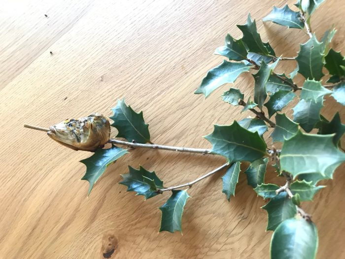 節分の柊鰯とは？いつまで飾るの？作り方や処分方法も！いい日本再発見