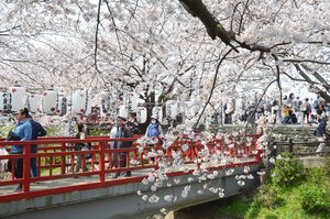 平塚市 渋田川の桜のライトアップも！市内の桜の名所を巡ってきました！号外NET 平塚市・大磯町