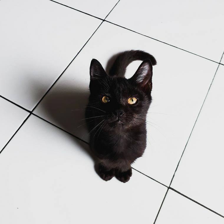 黒猫好きは必見！ 黒猫はハロウィンと関係があるの？謎めいた黒猫の歴史を紹介。ZAKURO TREE