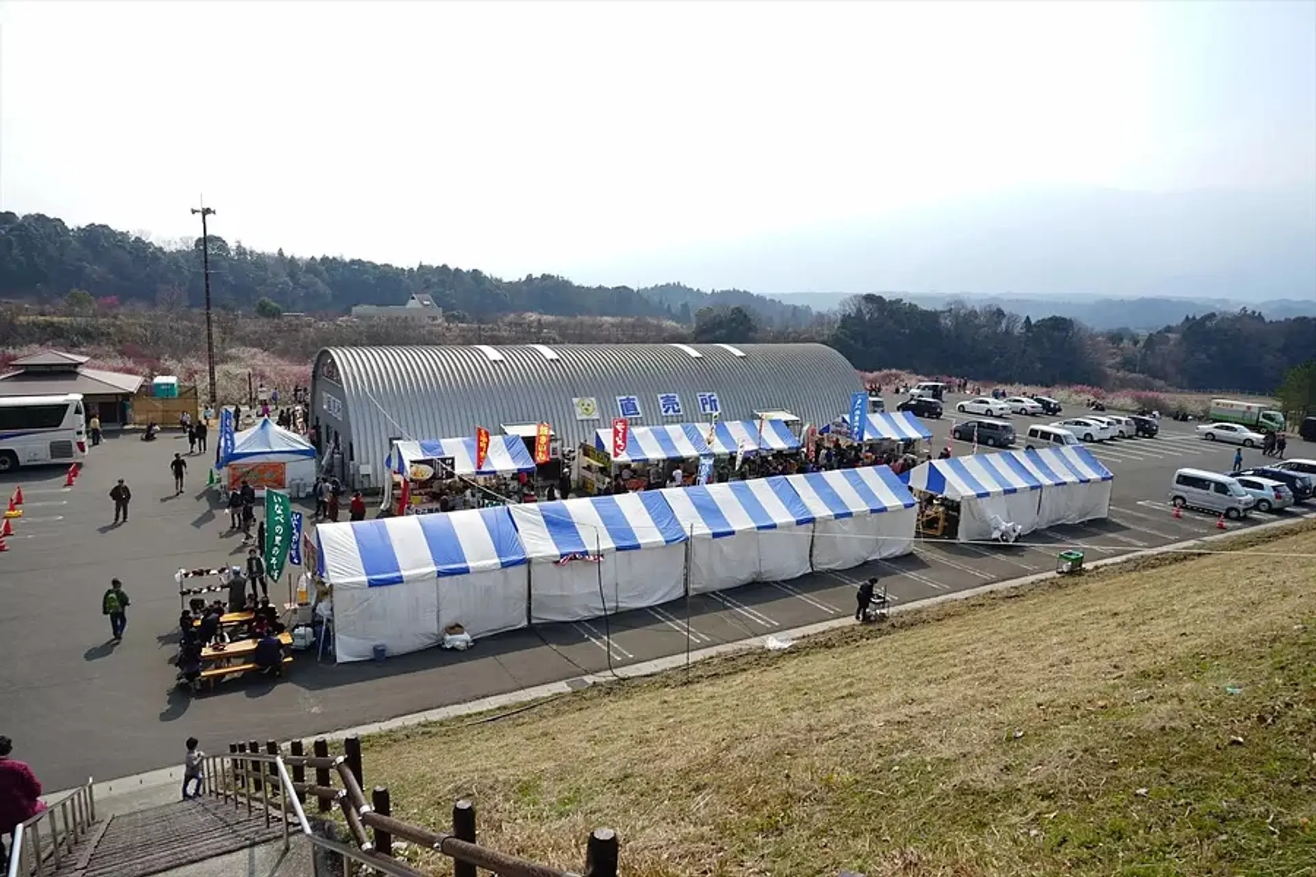 速報 2025年開園日決定！三重県の梅の絶景「いなべ市農業公園梅まつり」今年は2月22日から！観光三重 かんこうみえ三重県の観光・旅行情報はここ