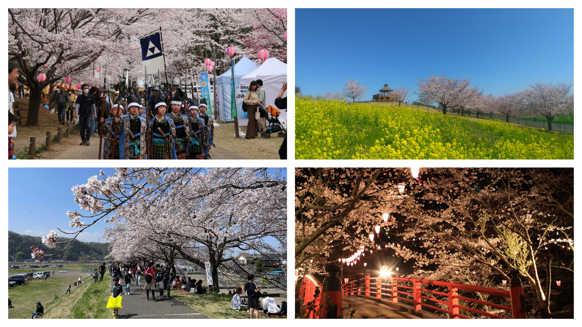お花見2025 大阪造幣局＆天満橋 屋台と遊覧船とソメイヨシノの満開の絶景 大阪旅行Guide Of No.1 Cherry BlossomViewing in Osaka Japan - YouTube