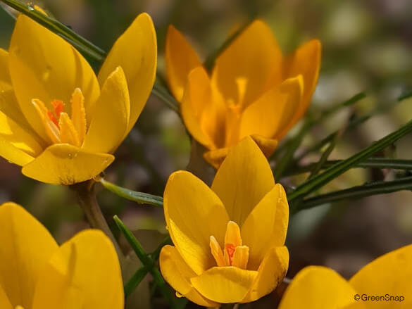 サフランの花言葉花が咲く時期と見頃の季節は？効能や用途は？HORTI by GreenSnap