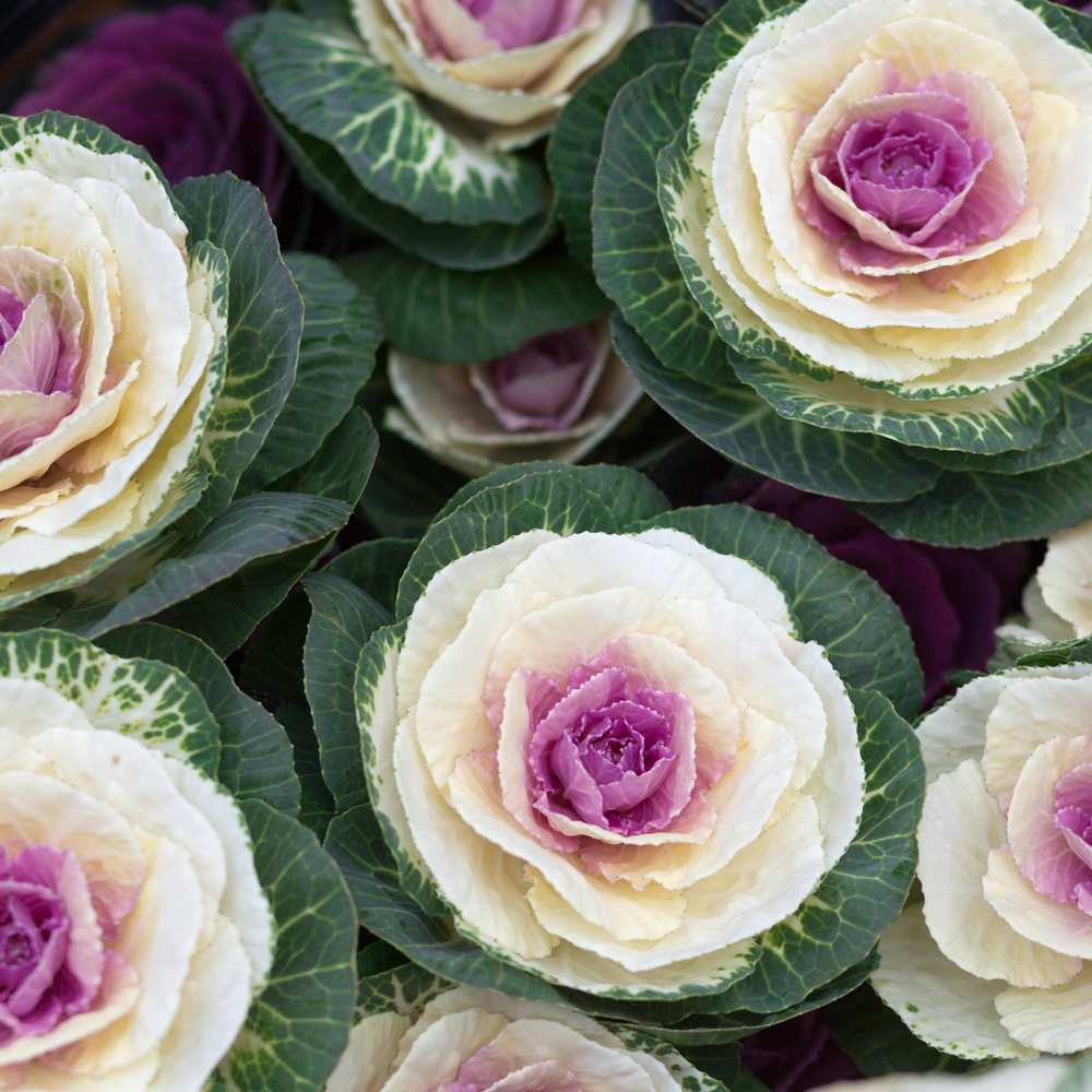 葉牡丹 ハボタン の花言葉は縁起のいいものばかり！ その特徴や種類を紹介Oggi.jp