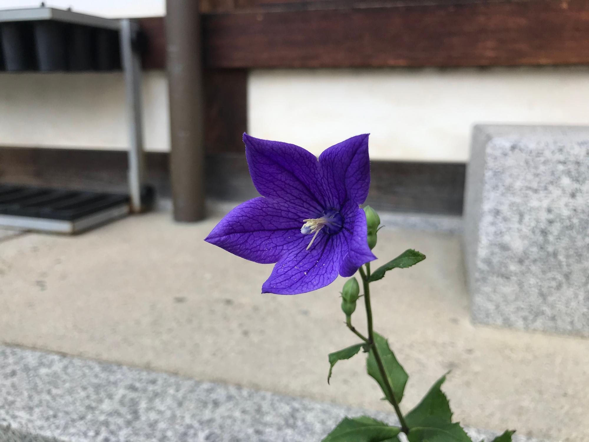 咲き始めた晴明神社の桔梗京都旅屋