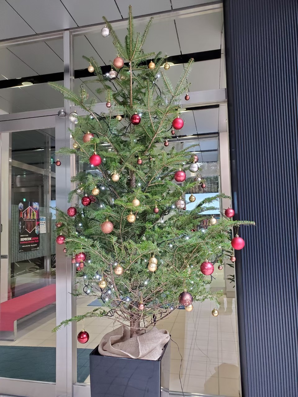 クリスマスにぴったり！ポインセチアの飾り方とお手入れ方法松永花壇 種とガーデニングの専門店