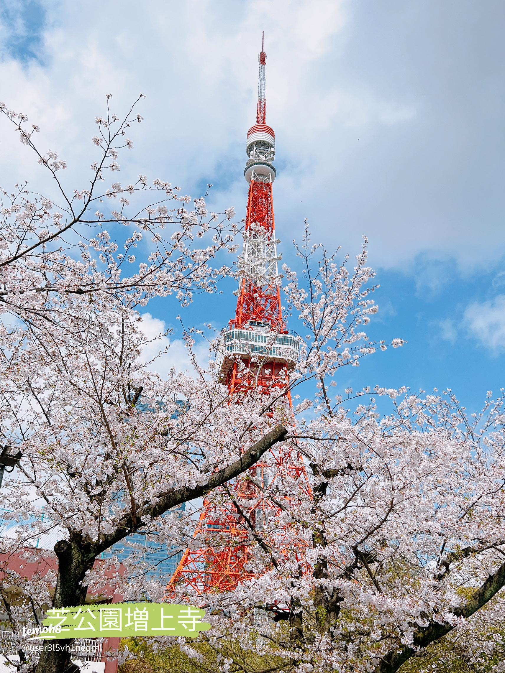 お花見さんぽ① うたげと夜桜～芝公園編～だららん日記