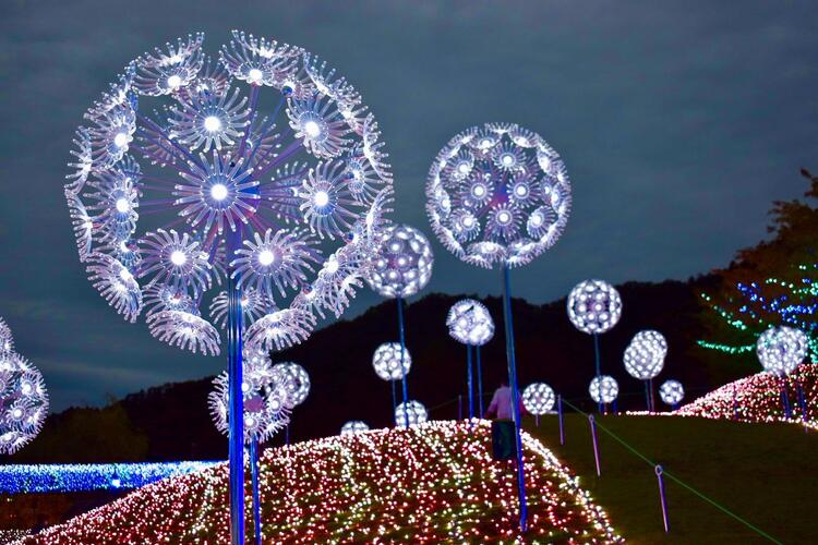 ローザンイルミ ２０２２-２３ガーデンに咲く今日の花達ローザンベリー多和田