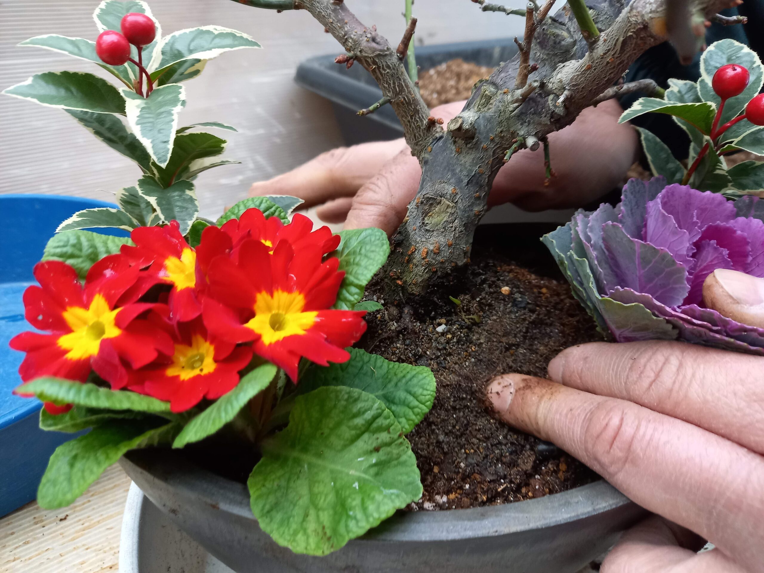 ハレの日に！お正月の寄せ植えの作り方ハルメク暮らしとお金