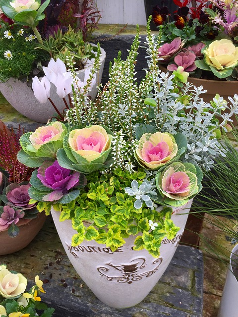 正月の寄せ植えできました♪熊本の大型総合園芸店 ナーセリーズ