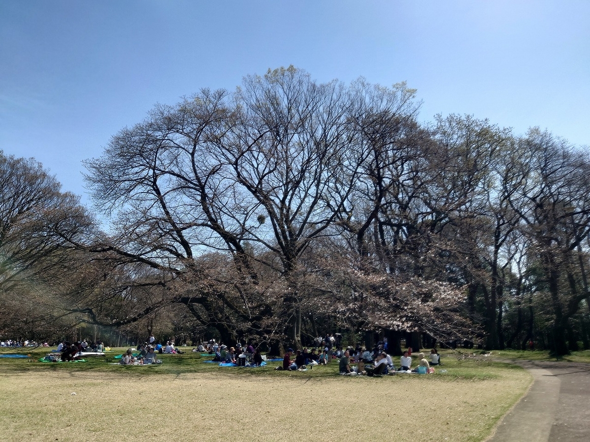 砧公園の桜のクチコミ一覧 - じゃらんnet