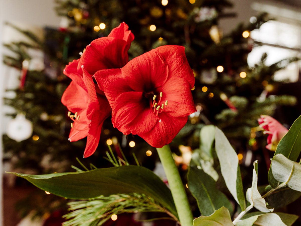 ポインセチア 冬 クリスマス 花 イラストのイラスト素材71588965- PIXTA