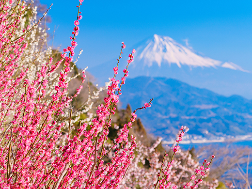 絶対役に立つ！年末年始のマナー＆豆知識 - TASUKI タスキ