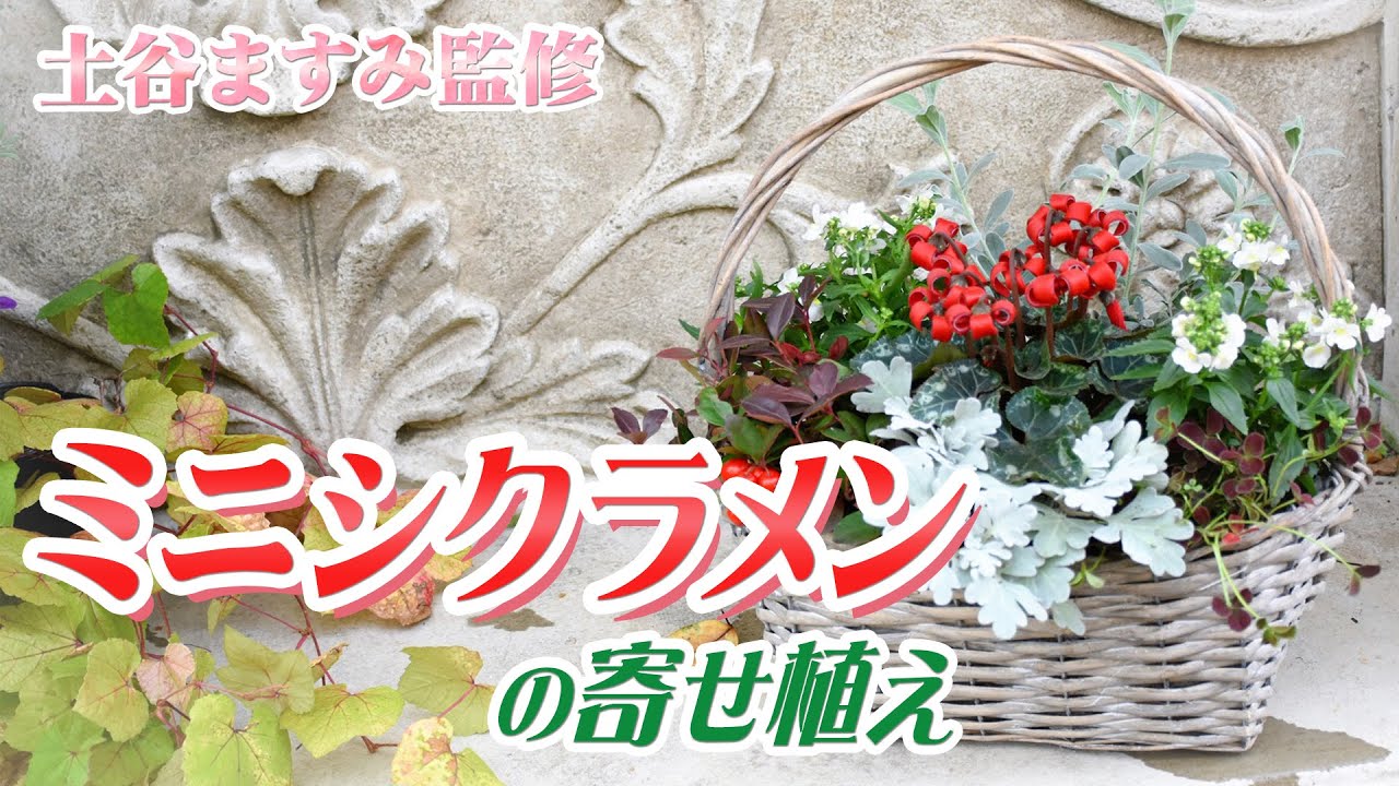 シクラメン・ポインセチア クリスマスを彩る植物- 庭サポ