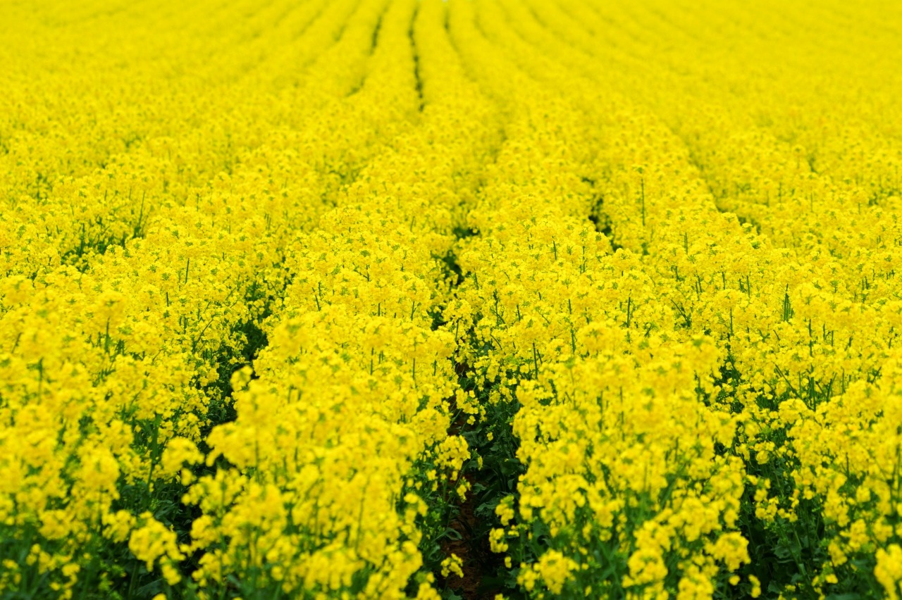 滝川市菜の花まつり - たきかわ菜の花まつり