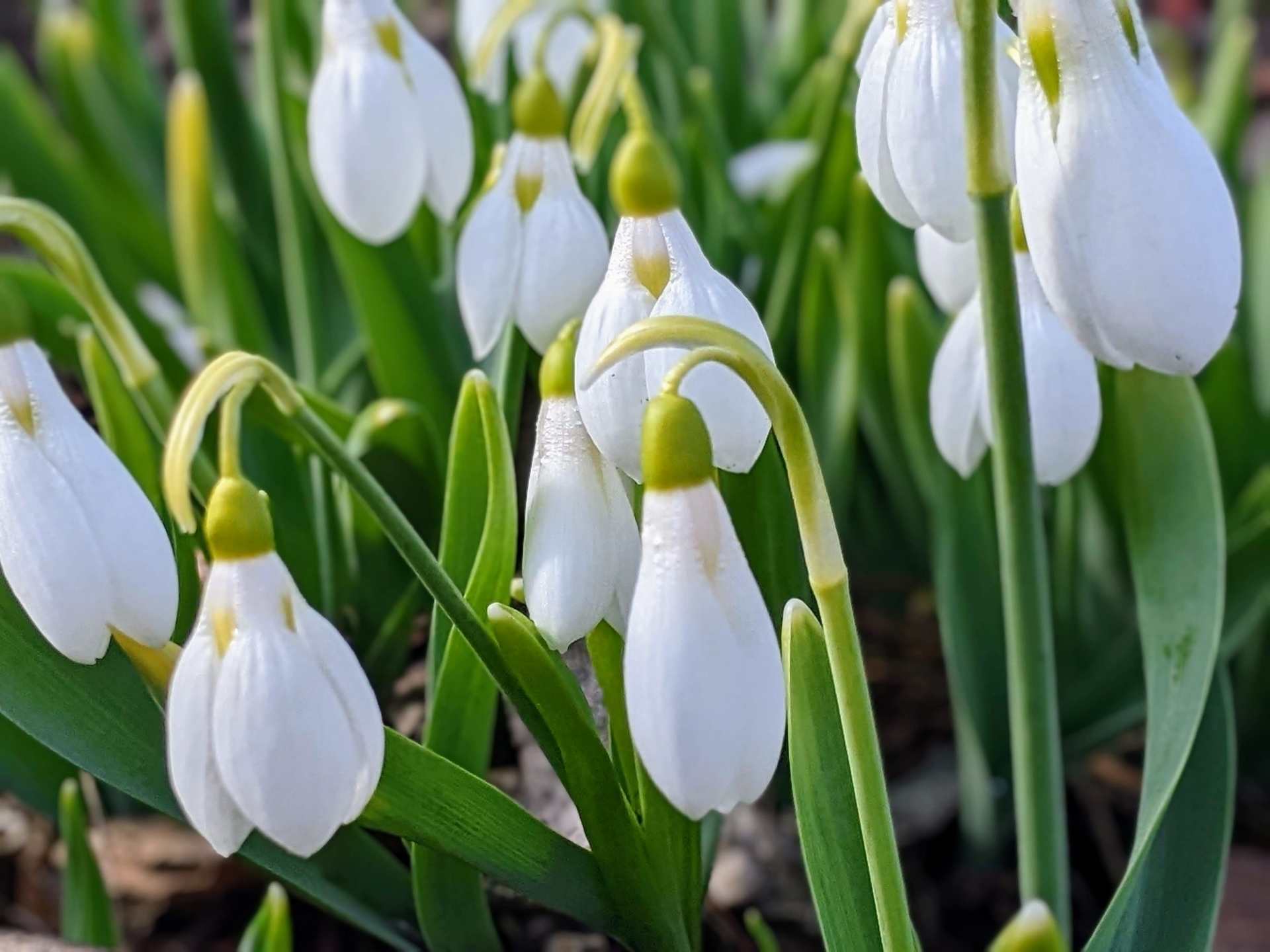 1月22日の誕生花は？スノードロップの花言葉・由来を紹介お花のギフト通販 ブルーミーストア