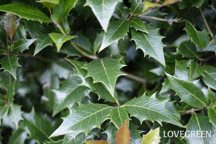 節分にイワシの頭を飾るのはなぜ？意味やオススメの食べ方をご紹介！みたい-まるはり×みたい-みつけて播磨 姫路、加古川など 情報サイト 旧：姫路みたい