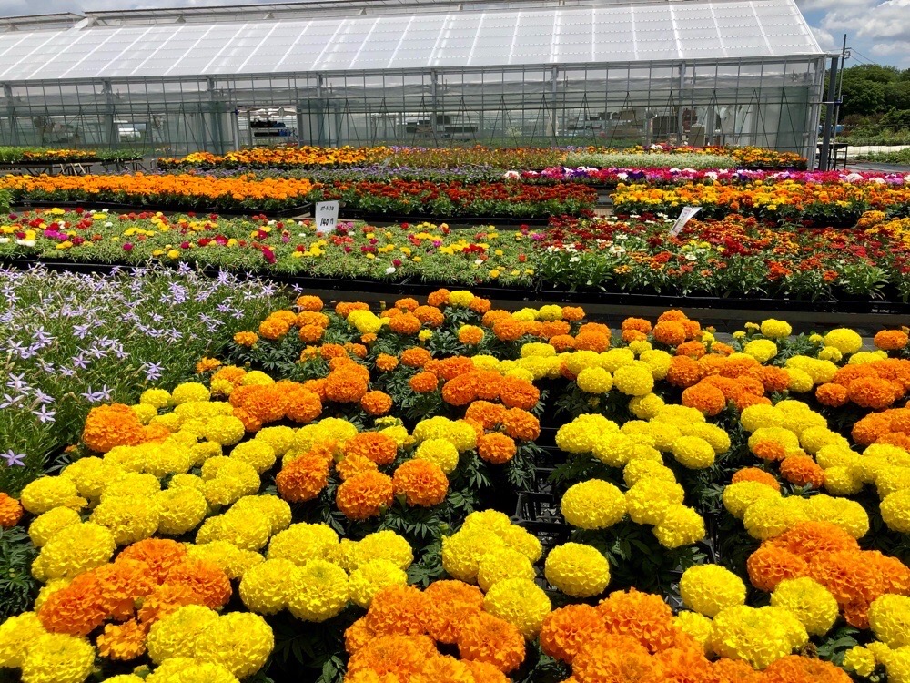 多肉旅「フラワーガーデン泉へ」出窓で多肉やります