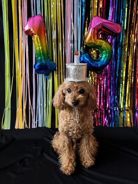 1歳誕生日 飾り付けはダイソー＆セリアで♡100均グッズが超カワイイ！kosodate LIFE 子育てライフ