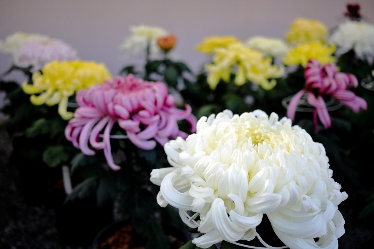 お葬式の花は何と言う？花に込められた意味や定番の花を紹介