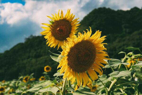 夏椿 ナツツバキ花言葉「一途な愛」「はかない美しさ」花以想の記