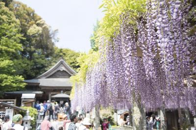 福岡県の中山大藤まつり：幻想的な藤棚を楽しもう