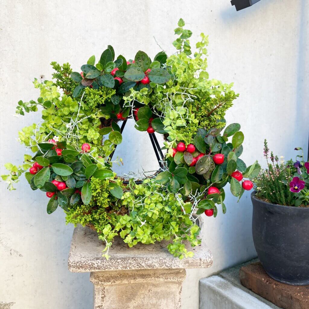 クリスマスからお正月まで長く飾れる！冬の寄せ植えで華やかな玄関を演出しよう。 - 子育て迷走マヨ意中