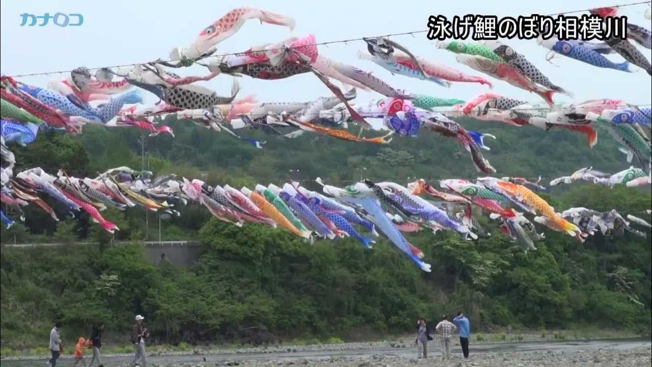 大空泳ぐ 鯉のぼり 高田橋で4月29日からさがみはら中央区タウンニュース