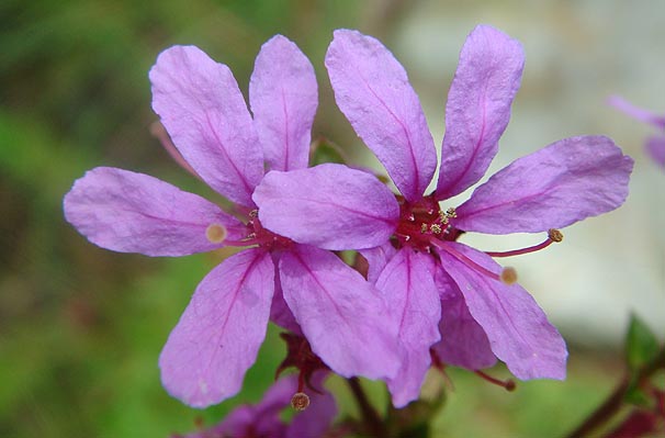 楽天市場 ミソハギ お盆 花・ガーデン・DIY の通販